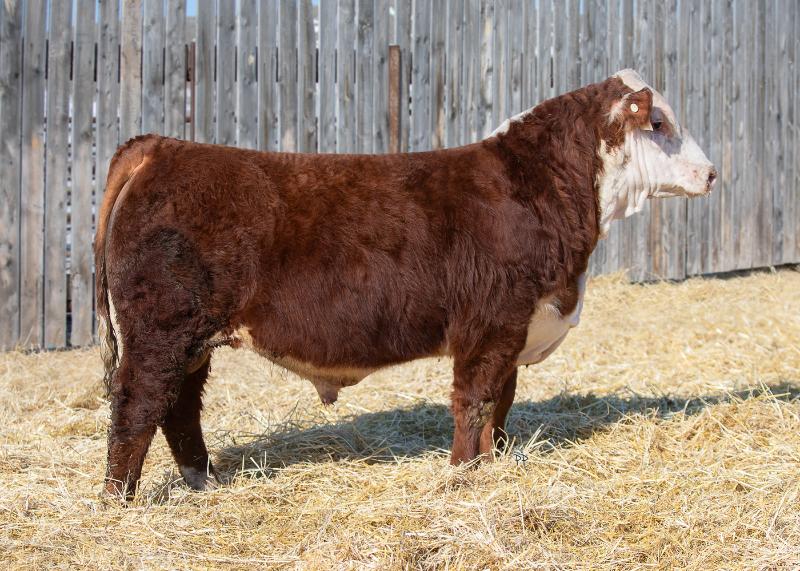 bull